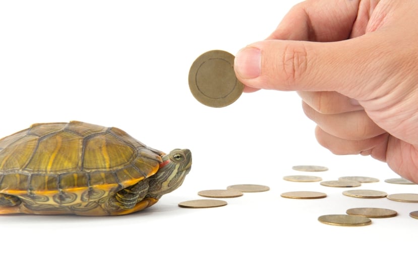 man holding coin up to turtle